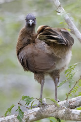 Gray-headed Chachalaca Perched in a Tree - Panama