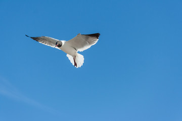 Flying Gulls or seagulls at Galveston,  Texas