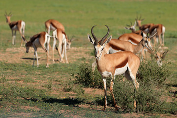 Springbok antelopes (Antidorcas marsupialis) in natural habitat, Kalahari, South Africa.
