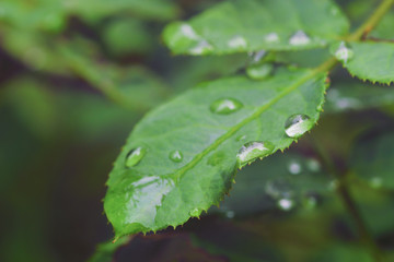 Dew on rose leaves