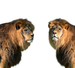 Fototapeta premium Two big male lion isolated on white background.