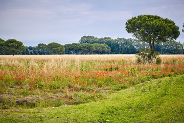 Fototapeta na wymiar Landscape in Italy with meadows and trees in summertime