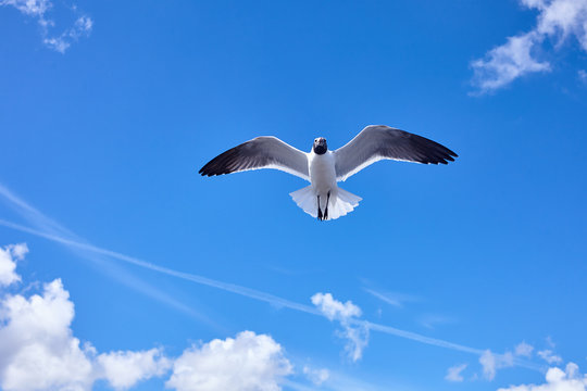 Seagull bird flying in the blue sky - stock image