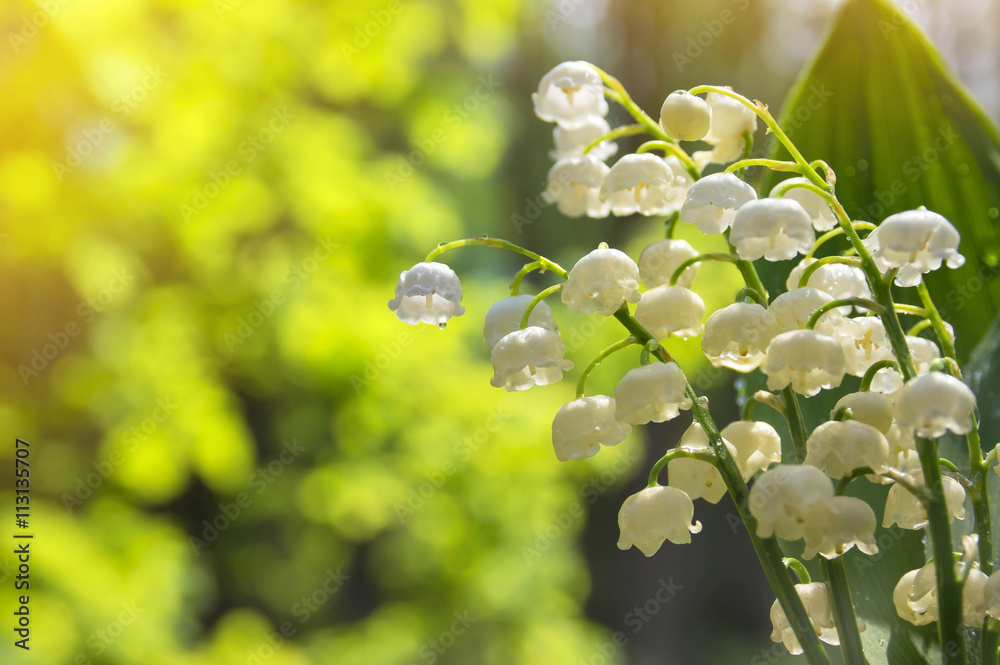 Poster spring background with lilies of the valley in drops of water after rain