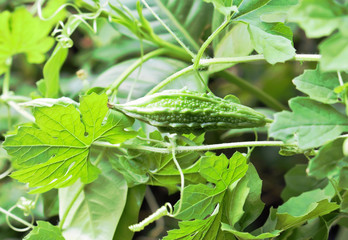 Fresh Momordica Charantia from the garden.