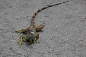 iguana on gray rocks