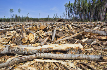 Forest destruction shows after a logging operation with significant impact on the environment