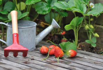 fraises du jardin sur planche avec petit arrosoir et râteau 