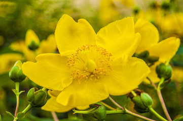 Wallpaper yellow Flower