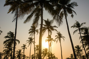 Fototapeta na wymiar Palm trees silhouette at the sunset, India