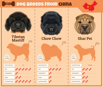 Dogs breed vector infographics types of dog breeds from China.