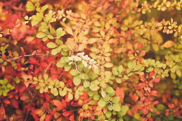 barberry leaves in autumn season