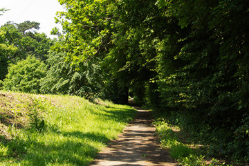 Fototapeta na wymiar Footpath going through the trees and grass