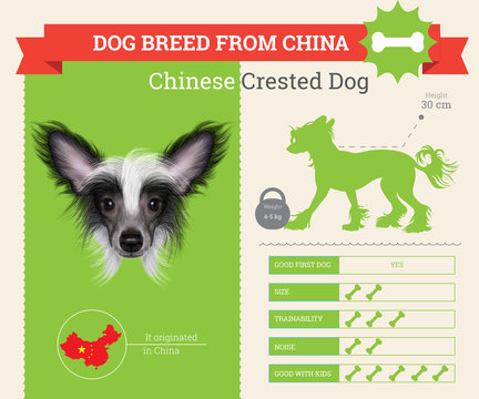 Chinese Crested Dog breed vector infographics.