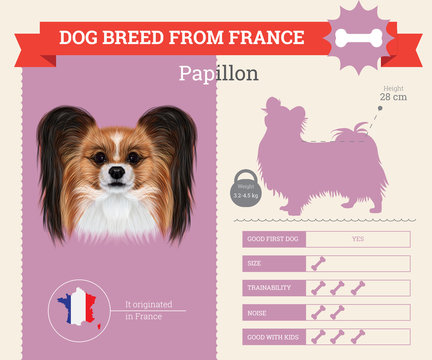 Papillon Dog breed vector infographics.