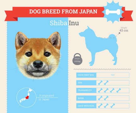 Shiba Inu Dog breed vector infographics.