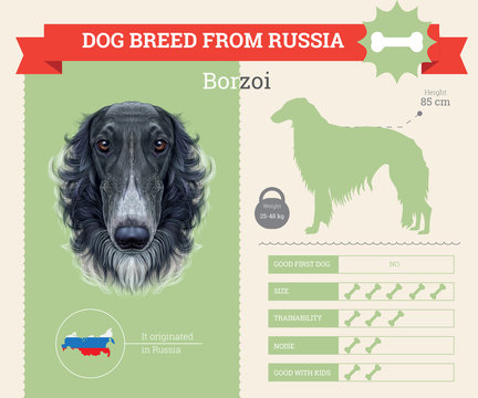 Borzoi Dog breed vector infographics.