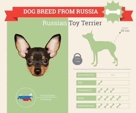 Russian Toy Terrier Dog breed vector infographics
