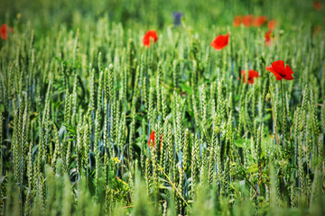 red poppy in the green wheat