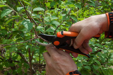 Hands of a man with gardening shears on the background of cherry