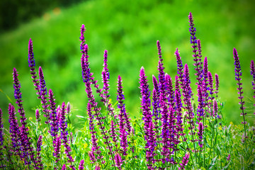 purple wildflowers in the meadow on a sunny day