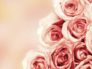 Beautiful roses flowers on soft light background