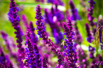 Obraz premium purple wildflowers in the meadow on a sunny day