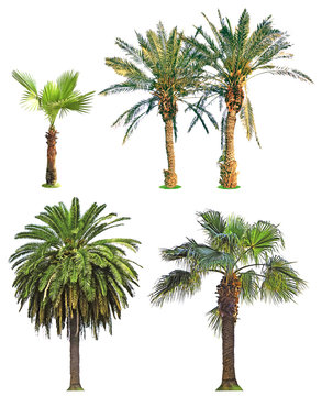Palm trees, isolated on white