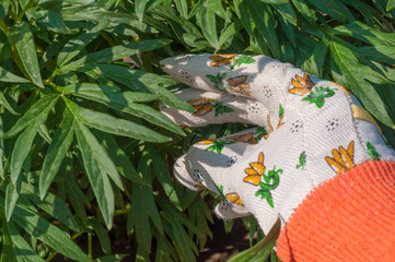 Hand of a man with gardening tools on plant background