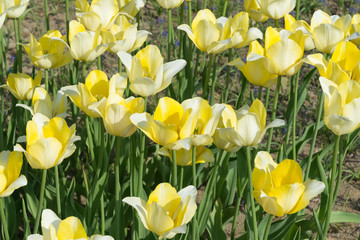 Obraz premium Yellow tulips blooming in springtime, This is a Triumph Tulip