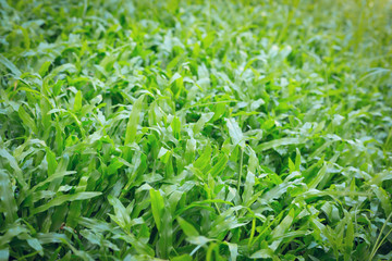 Fototapeta na wymiar green grass turf garden in morning