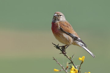 Common linnet, (Carduelis cannabina), single male