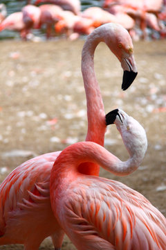 Fototapeta Flamant rose
