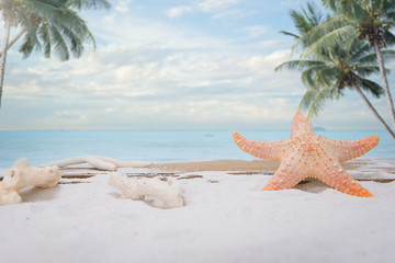 Fototapeta na wymiar summer concept, shells, starfish on