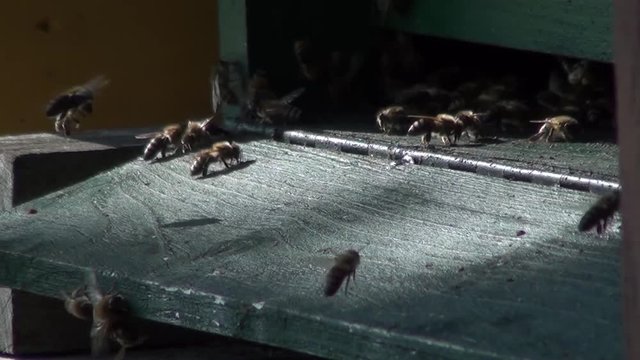Honey bee workers at the hive entrance flapping their wings to coolling the hive. Other bees expell the male drones. Ambient sound with buzzing, chirping of grasshoppers.
