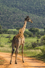 Naklejka premium Giraffe grazing in the Welgevonden Game Reserve in South Africa