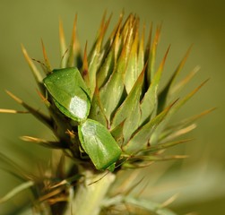 Couple of small green bugs in mating ritual on flower head of wild artichoke before flowering, Nezara viridula
