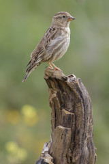 Rock Sparrow ( Petronia Petronia )
