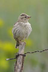 Rock Sparrow ( Petronia Petronia )