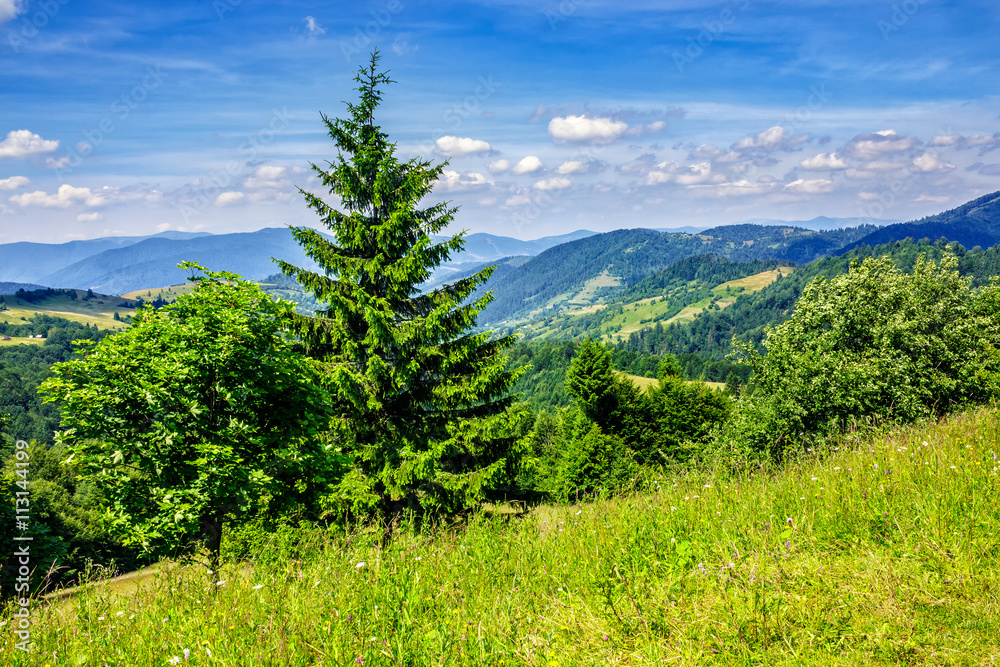 Wall mural coniferous forest on the hill