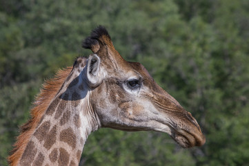 Giraffe grazing in the Welgevonden Game Reserve in South Africa
