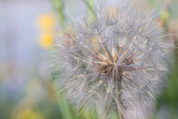 Dandelion on meadow