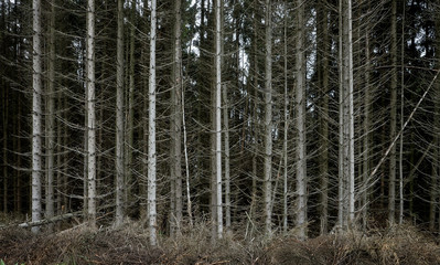 Fototapeta premium Dehydrated pine forest on the mountain 03