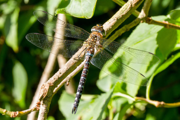 Libelle an einem Ast