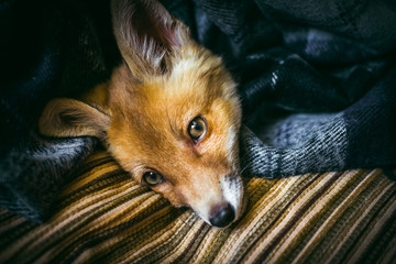 little fox wrapped in a scarf