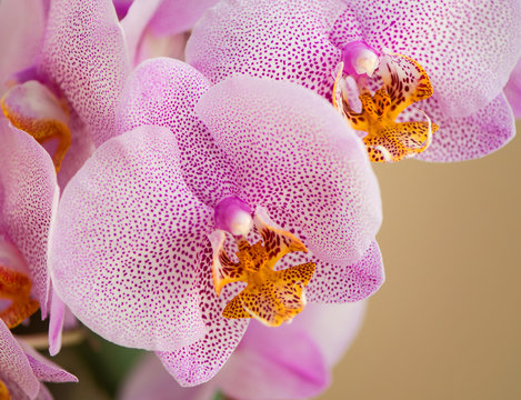 Orchidaceae close up with background