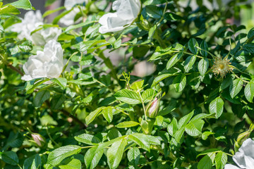 白いはまなすのつぼみ