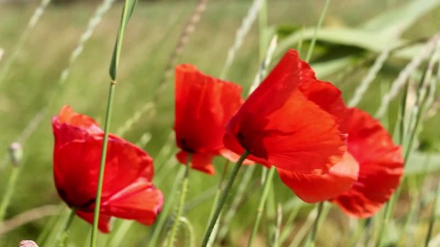 Poppies on green field, beauty in nature 