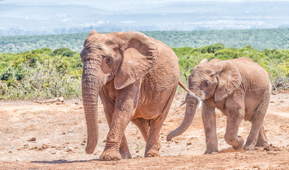 African Elephant mother and calf