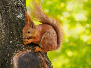Cute red squirrel sits on the tree and eating walnut in the spri